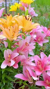 10K views · 4.8K reactions | A most beautiful flower . . . . #naturelover #naturephotography #naturelovers #photography #landscape #photooftheday #perfection #travel #travelphotography #wildlife #love #flowers#ig #sunset #landscapephotography #instagood #photo #macro #beautiful #picoftheday #mountains #sky #birds #hiking #instagram #photographer #naturephoto #forest #wanderluster | nature care | Facebook