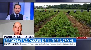 Réduflation de 25%: le casseau de fraises du Québec rapetissera cet été