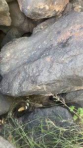 1.8K views · 71 reactions | The gentle release of a Western Diamondback Rattlesnake into a suitable situation. That word, "suitable", is the complicated part of the entire process. | Rattlesnake Solutions | Facebook