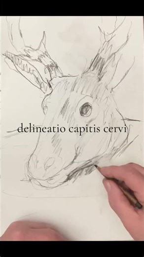 Drawing a deer head to paint #drawing #underpainting #oneeyedartist#deer #lifeisbutadream