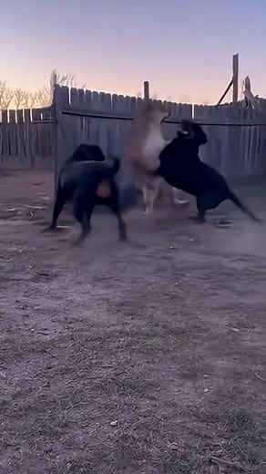 673K views · 7K reactions | Mountain Lion vs Two Rottweilers - What happens next? #gsdlover #viral #fight #doggielife #cuteanimals #animals #viral | Rowdy Rottweiler | Facebook