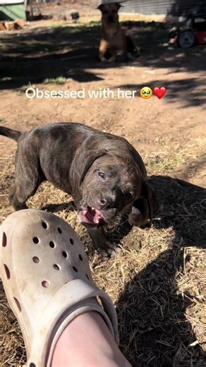 My little baby gator🤣 #pitbullsoftiktok #pitbull #pitbulllove