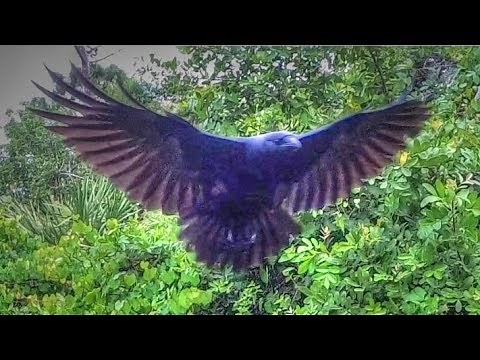 Slow Motion Crow Landing