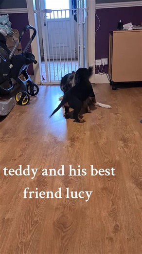 Elizabeth Robertson on TikTok