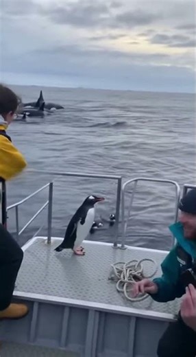 Penguin’s Daring Boat Jump Stuns Everyone! 🚤😮 #ViralMoments