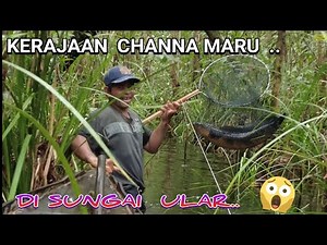 THE SAVORY OF GRILLED CHANNA MARU IN THE SNAKE RIVERS..😱🥰..