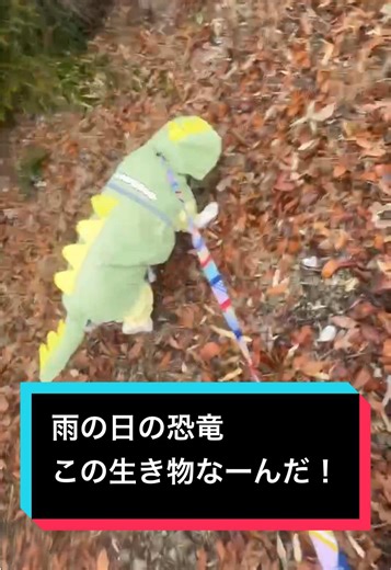雨の日の恐竜雨合羽で楽しくお散歩！