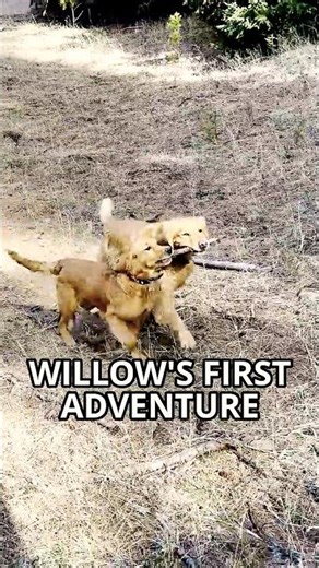 Willow Discovers the Mountains — Renner Shows Her the Way