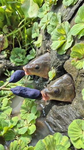 Amazing underground fish came out #fish #videos #reels #viral | Village Fisherman