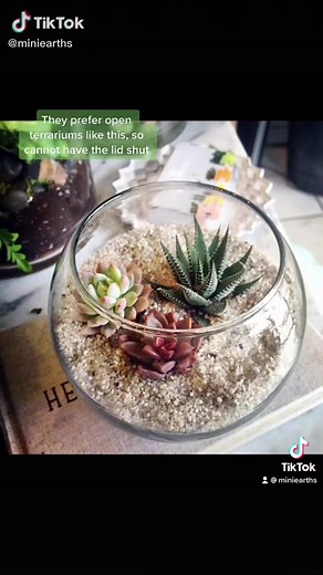 Succulents in Closed Terrariums: What You Need to Know