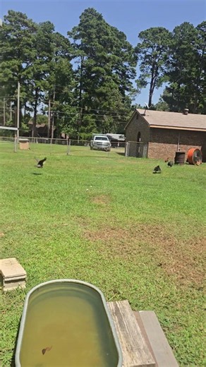 They do this every day. I totally feel ya chickens. #summer #chicken #chickens #hot