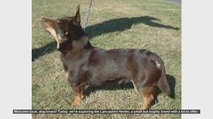 Lancashire Heeler: Pros and Cons of This Energetic Breed