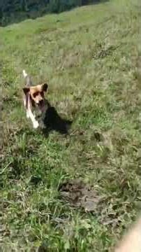 "Beagle puppy chasing me up a Brazilian mountain"