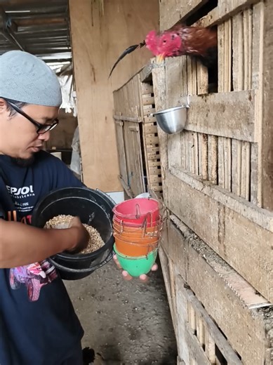 Pemberian Pakan Ayam Bangkok dan Tips Perawatan