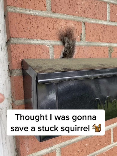What in the… 🐿️ #notwhatiexpected #horrifying #omg #odd #squrriel | squirrels