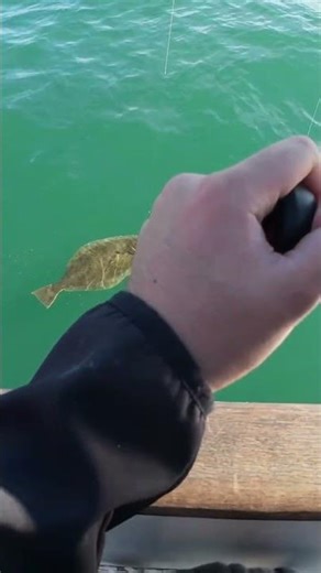 NEW PB HALIBUT ON MY LIGHT SETUP!!! (12.5lbs) #fishing #fishingvideo #shorts #fyp check out new vid!