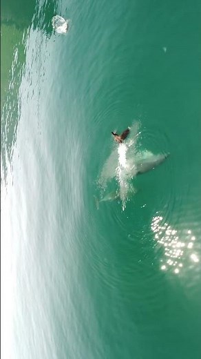 Dolphins Swimming Gracefully from Above 🐬🌊 | Vertical Aerial Ocean Wildlife (Peaceful Nature Video)