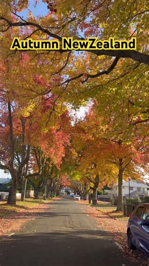 Golden autumn vibes in New Zealand 🍁✨cozy seasonal beauty 🇳🇿 #NewZealandAutumn #NatureLover
