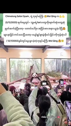 Chimelong Safari Spark, ရဲ့ ဘုရင်မကြီး🫅 Mei Qing က💪💪 (5/12/2025) ရက်နေ့တွင် သူ့မရဲ့ Fan's တွေကိုနောက်ဆုံးတွေ့ဆုံ နှုတ်ဆက်ခဲ့ပြီးတော့~တောင်ပေါ် မှာ အငြိမ်းစားယူခဲ့ပါပြီ🙆ဖျားနာ ခြင်းကင်းဝေးပြီတော့ ပျော်ရွှင်စွာနဲ့ အိုမင်းခြင်းကိုကုန်ဆုံးပါ💪🥰 (12/7/2002)ခုနှစ်တွင်မွေးဖွားခဲ့တဲ့ ဘုရင်မကြီး Mei Qing ပါပဲ🥰🥰 မင်းကို~မင်းရဲ့အထိန်းဖေဖေတို့နဲ့ Fan's တွေက အမြဲတမ်းသတိရနေ/ အမြဲတမ်းလွမ်းနေမှာပါ။🙆🥺🥺 #MeiQing #MeiQingpanda #chimelongsafaripark #pandalover #pandafamily