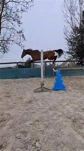 Cheval à vendre - Jument Selle Français 2024 Cooper- Diamant - equirodi.com