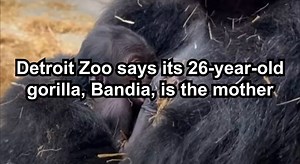 6.4K views · 41 reactions | The Detroit Zoo says its 26-year-old gorilla, Bandia, is the mother of an infant born late last week. This is the first birth of a gorilla at the zoo in its 96-year-history. For  More Michigan News https://www.michigannewssource.com | Michigan News Source | Facebook