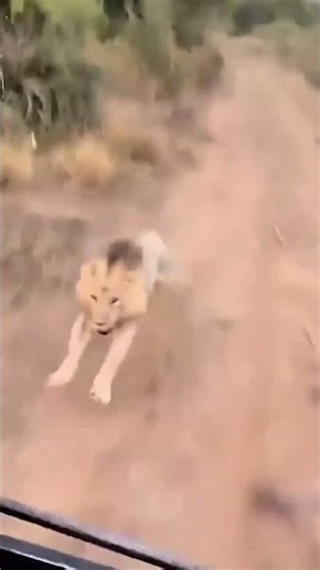 What to Do If an Angry Lion Charges You
