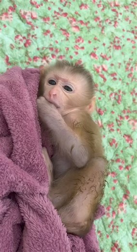 2.7K views · 80 reactions | Baby Monkey Jelly | Monkey Daily | Facebook
