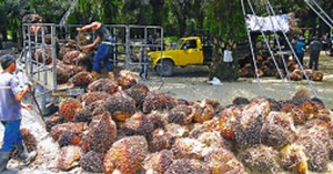 Honduras será sede de congreso de agricultura orgánica