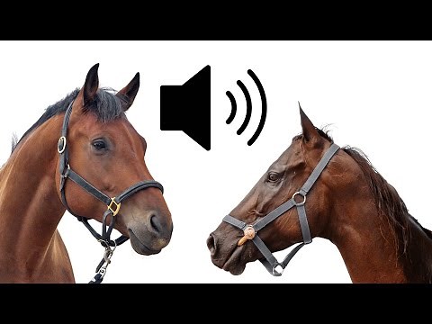 Angry Horse Stallion neighing walking sound effects SFX (HD)