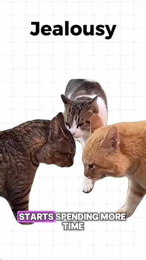 Do You Know The Difference: Envy Vs. Jealousy #learning #facts