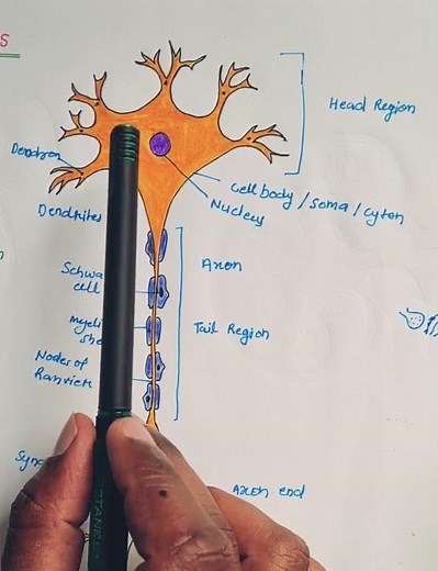 Function of Neuron. Nervous System Class10. basic knowledge. #biology #scienceshorts