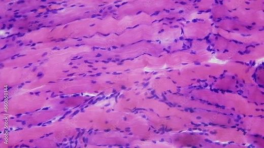 Human skeletal muscle tissue under microscope, 400x zoom . Longitudinal section. Highly organized tissue composed of bundles of muscle fibers called myofibers which contain several myofibrils