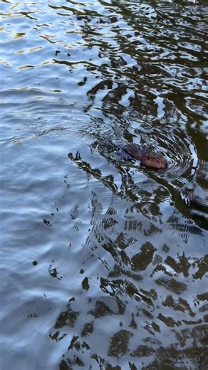 Have you ever seen a baby beaver in the wild?! Because until today, in all the 30 yrs Ive spent on different bodies of water, id never seen one until today! Pretty dang cool to see these cute little guys. There was 2 of them & a momma. | Addicted Fishing