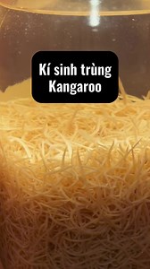 3.7M views · 74K reactions | Mô hình lego này chắc xếp mấy tháng mới xong á chờiiiii 凉凉凉 #facebookreels #video #lego #baduong #duongpham #duhocsinh #duhocuc | Dương Phạm | Facebook