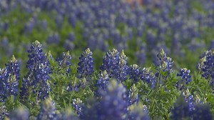 Want to grow bluebonnets in your yard? Here's how