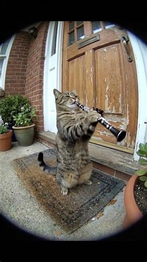 Cat Clarinet #youtubeshorts #foryou #shorts #fyp