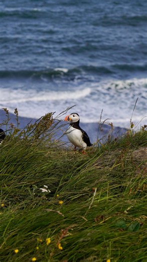 Puffins have just returned to Iceland! The dorky seabird has just returned to Iceland after spending all winter at sea. During the summers, the Icelandic puffin population reaches a staggering 10 million birds who choose Iceland to breed. This number comprises about 60% of the world’s puffin population! Puffins mate for life and return to the same breeding burrows every year—some for decades as the seabirds can grow pretty old, up to 20 years! The best places in Iceland to spot puffins: 📍 Dyrhó