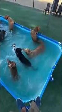 Watch What Happens When Dogs Discover A Pool Party?