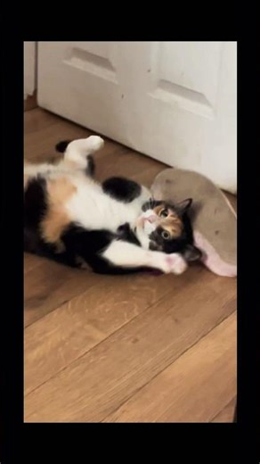 ￼ my cat is playing with a slipper