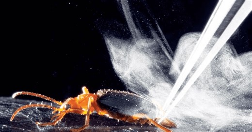 El insecto que dispara ácido a 100 °C y puede causar ceguera con un solo disparo
