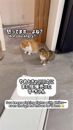 負けるとわかってても喧嘩を挑んで毎回しょんぼりする、すーちゃん/Suu picks fights he knows he’ll lose… and ends up sulking.