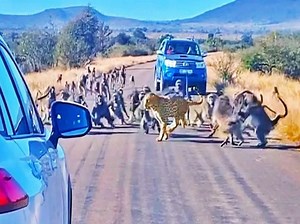 Gang Of 50 Baboons Attack Leopard In Middle Of Road To Defend Young Ones, Watch Viral Video