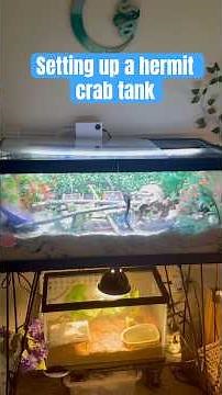 Come with me to set up my hermit crabs tank #animalrescuer #hermitcrab