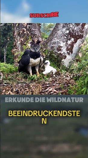 Warum hat die Harpyie Krallen, die so groß wie die eines Grizzlybären sein können?