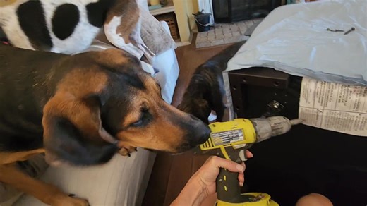 💥Reggie has always loved tools, mechanisms. Anytime you're doing a project he's involved. Right in your face. I was removing the wheels from our ottoman and the drill completely blew Reggies mind! Lol. He's always trying to figure out how things work. He kept dolphin punching it, too funny!! A German shepherd/bloodhound mix he's smart and a Goof Goof at the same time! He was an emaciated duck foot puppy from PRC 3 years ago, now over 100lbs! 💙❤️ Should've named him Tim the tool guy! Haha #tool