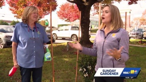 Sunday Gardener: Identifying and protecting evergreen varieties