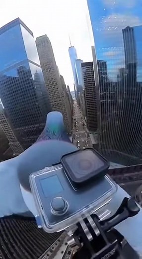 Pigeon Steals a GoPro 😱🎥 See the World From the Sky! 🕊️ #GoPro #DroneShot #Shorts | Ai Girl