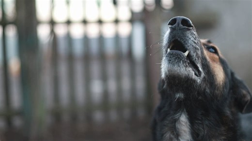 Enraged german shepherd barking - Free Stock Video