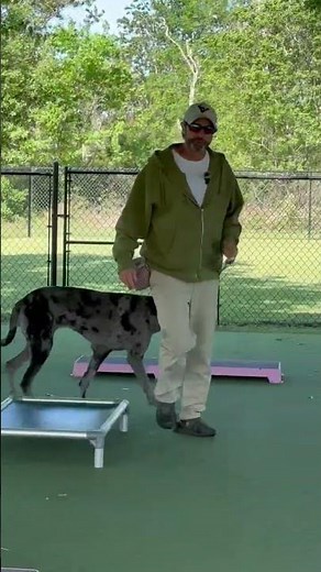 Dog Training for Any Size | From Small Puppies to Large Breeds