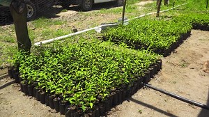 255K views · 9.9K reactions | Siembra de Loroco 倫En San Pedro, Masahuat, se encuentra don Oviedo Nieto, uno de los agricultores salvadoreños que se dedica a la siembra de loroco; un arduo trabajo durante la época lluviosa.倫 | Código 21 | Facebook